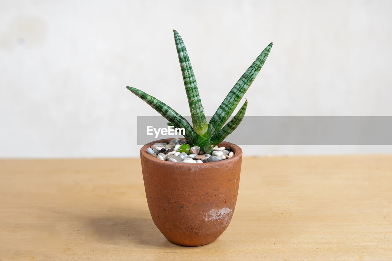 CLOSE-UP OF SUCCULENT PLANT IN POT