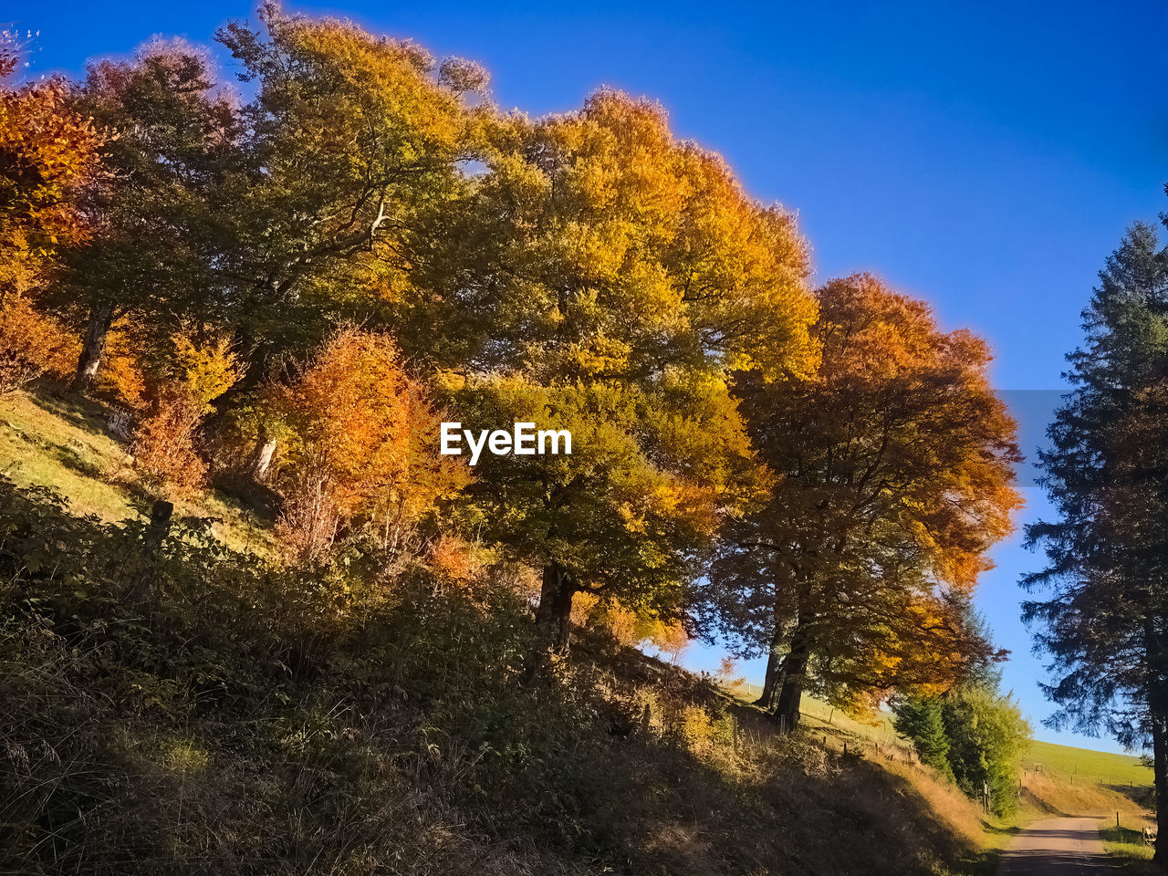 tree, plant, autumn, leaf, nature, beauty in nature, sky, scenics - nature, tranquility, land, tranquil scene, landscape, growth, no people, environment, sunlight, non-urban scene, outdoors, forest, orange color, day, morning, yellow, idyllic, blue, mountain, plant part, pinaceae, coniferous tree