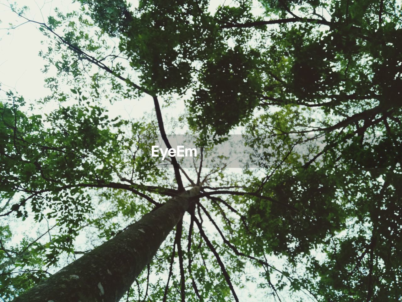LOW ANGLE VIEW OF TREES IN FOREST