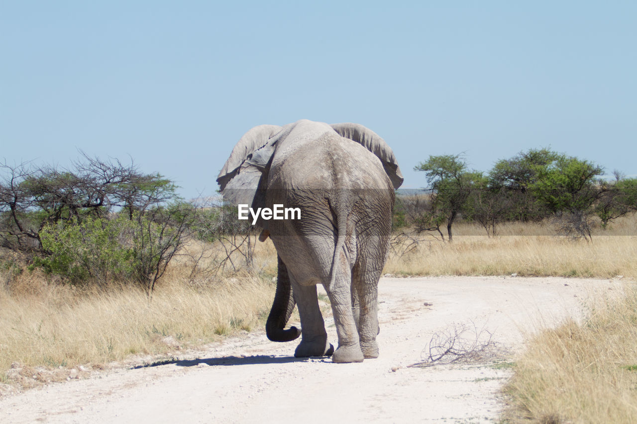 ELEPHANT WALKING ON ZEBRA CROSSING AGAINST CLEAR SKY