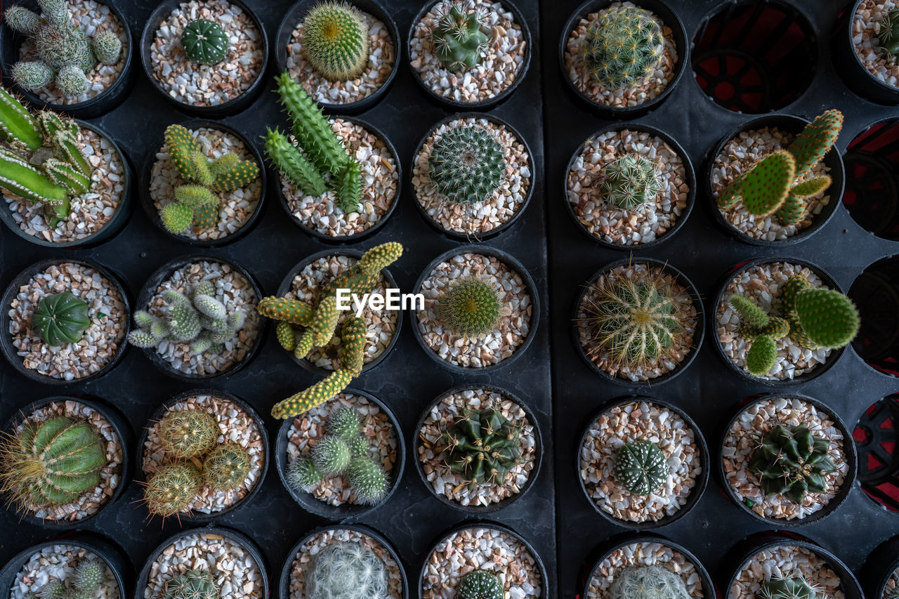 Set of cactus