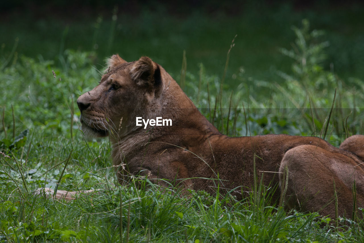 SIDE VIEW OF LION RELAXING ON FIELD