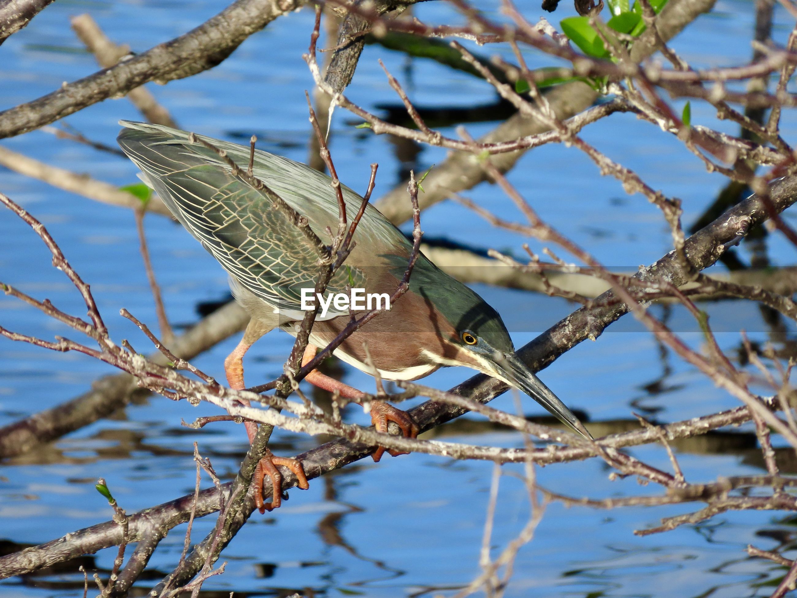 Bird perching on branch ID 159502875