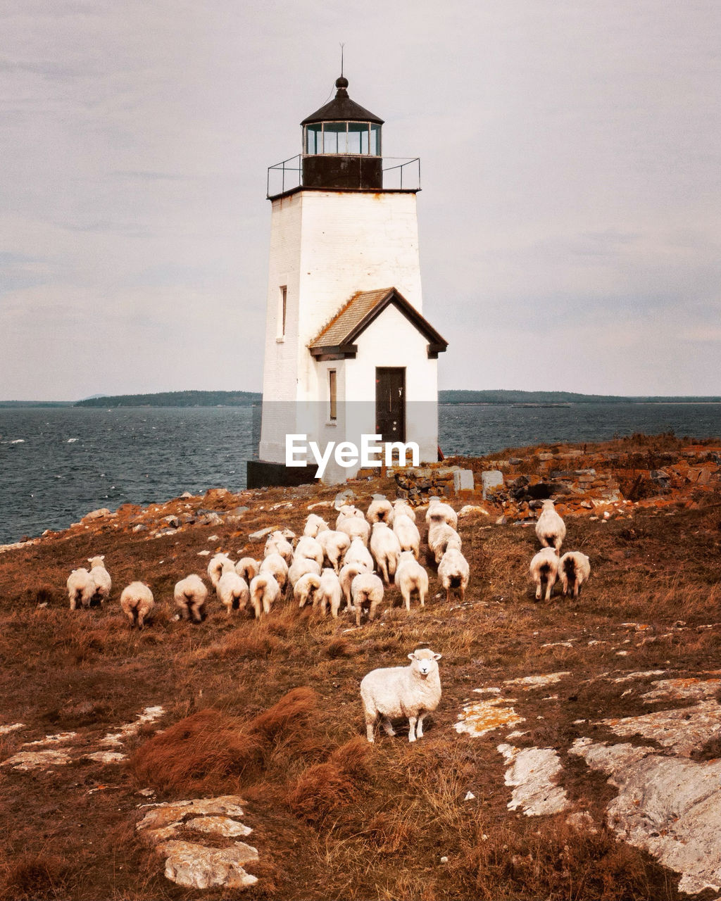 Nash island light with sheep in maine