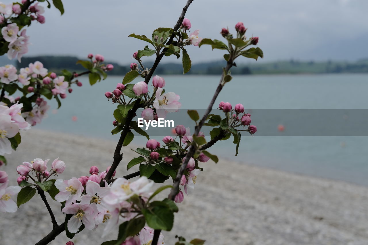 plant, flower, flowering plant, beauty in nature, freshness, blossom, nature, tree, spring, growth, pink, fragility, springtime, branch, focus on foreground, water, no people, day, outdoors, sky, close-up, fruit, food and drink, cherry blossom, botany, twig, fruit tree, food, tranquility, produce, inflorescence, leaf, flower head, sea, petal