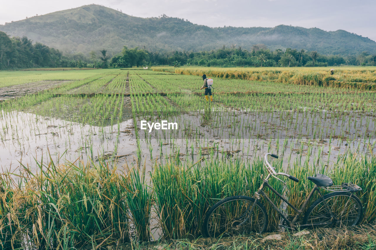 Scenic view of rice field against sky