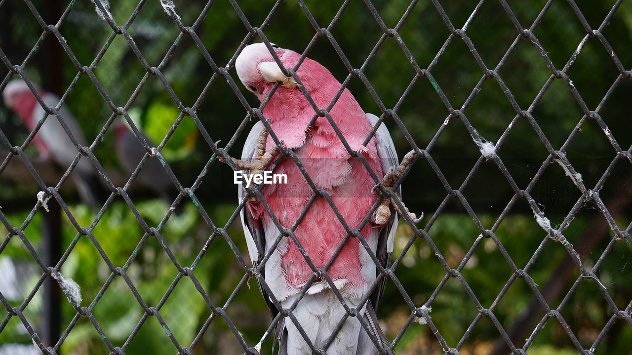 Parrot perching on chainlink fence in cage
