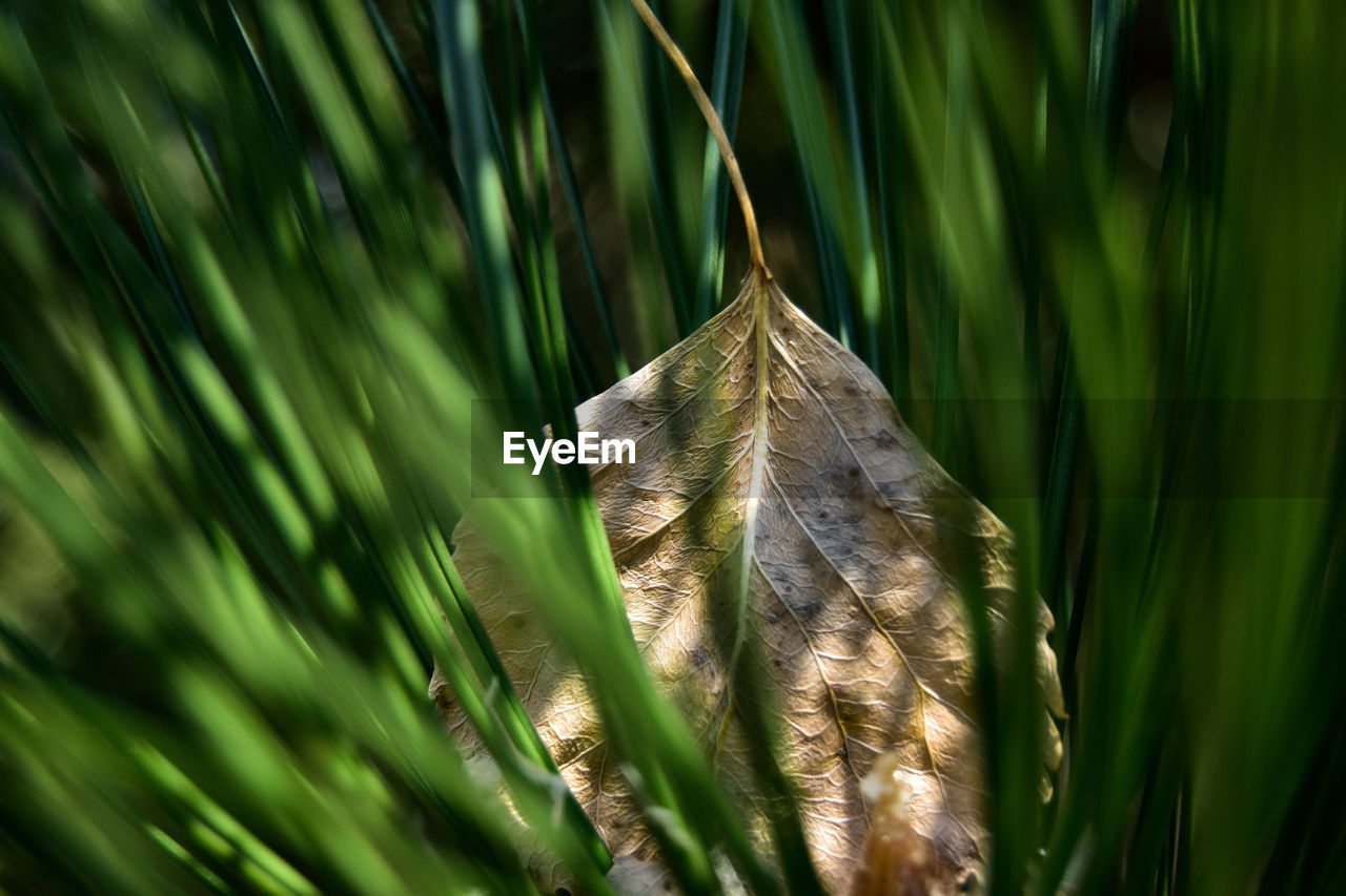Close-up of leaf on grass