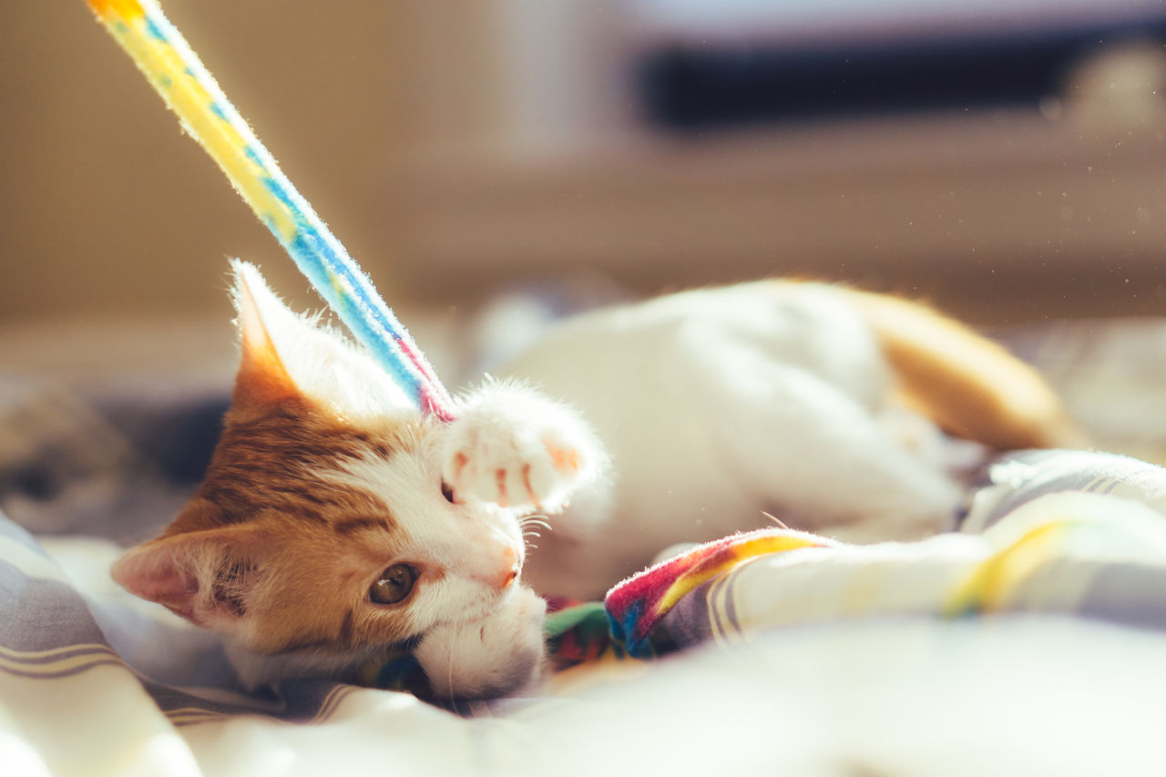 Kitten relaxing on bed at home