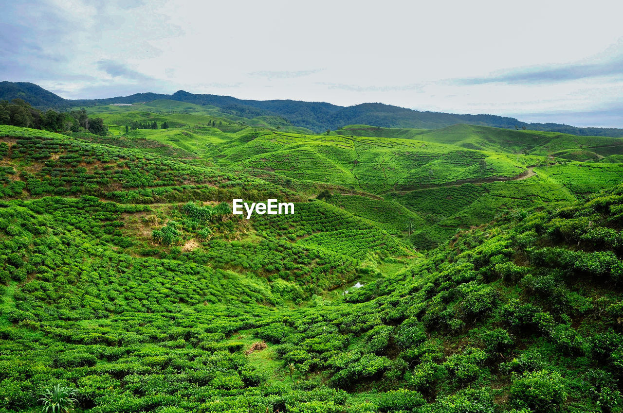 Scenic view of agricultural field of tea plantation