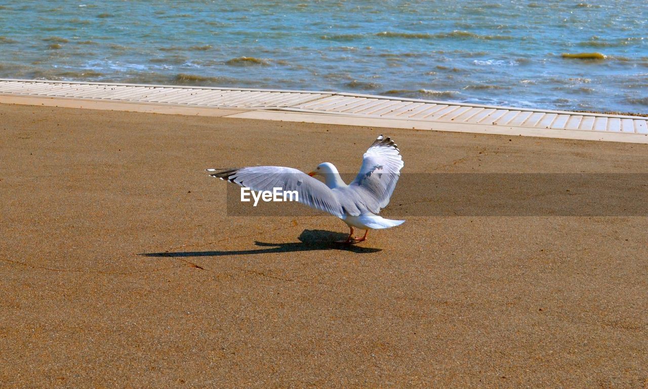 HIGH ANGLE VIEW OF BIRD ON SHORE