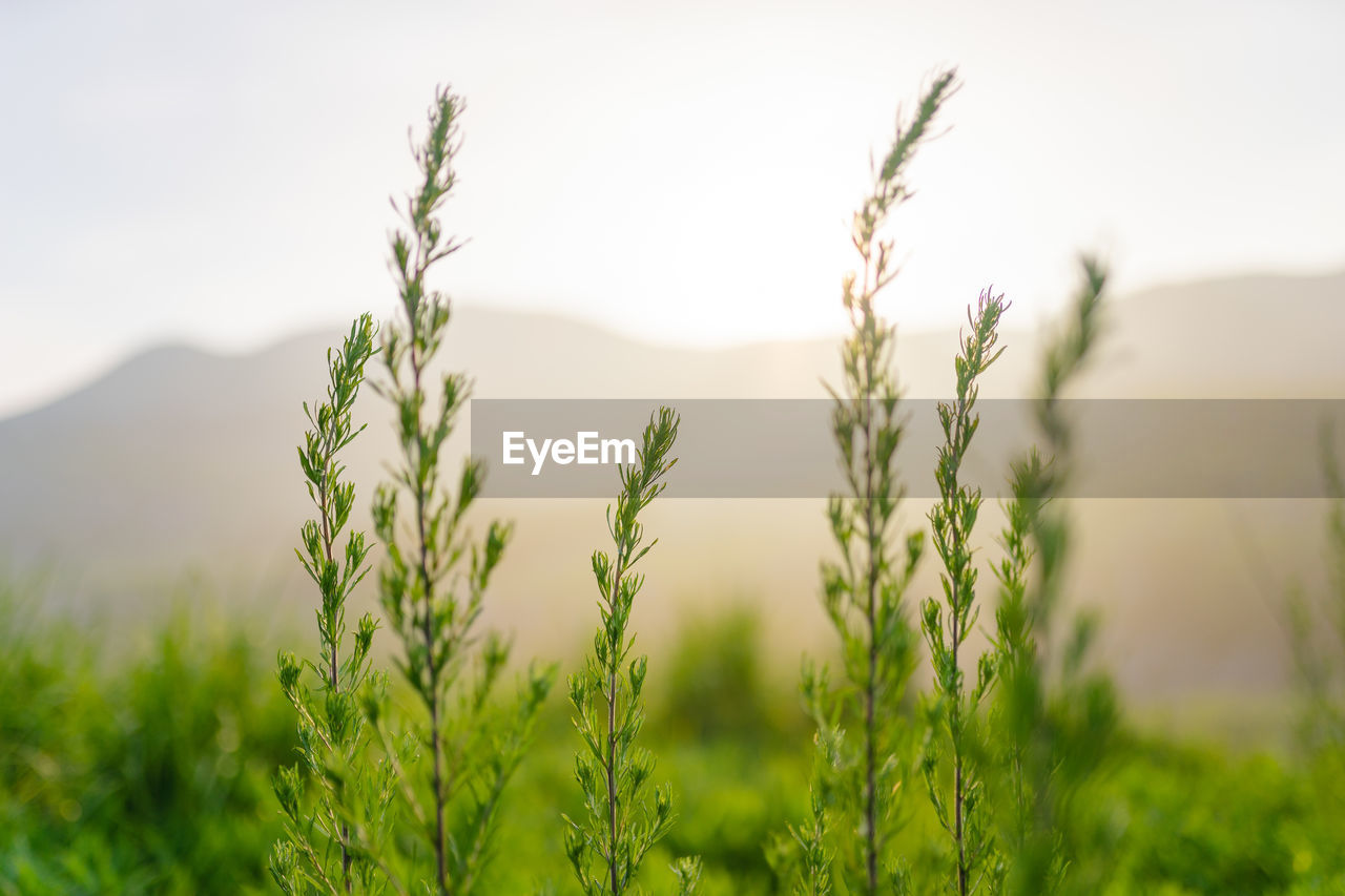 CLOSE-UP OF STALKS AGAINST SKY