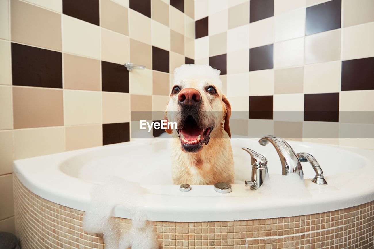 dog bathtubs for home use