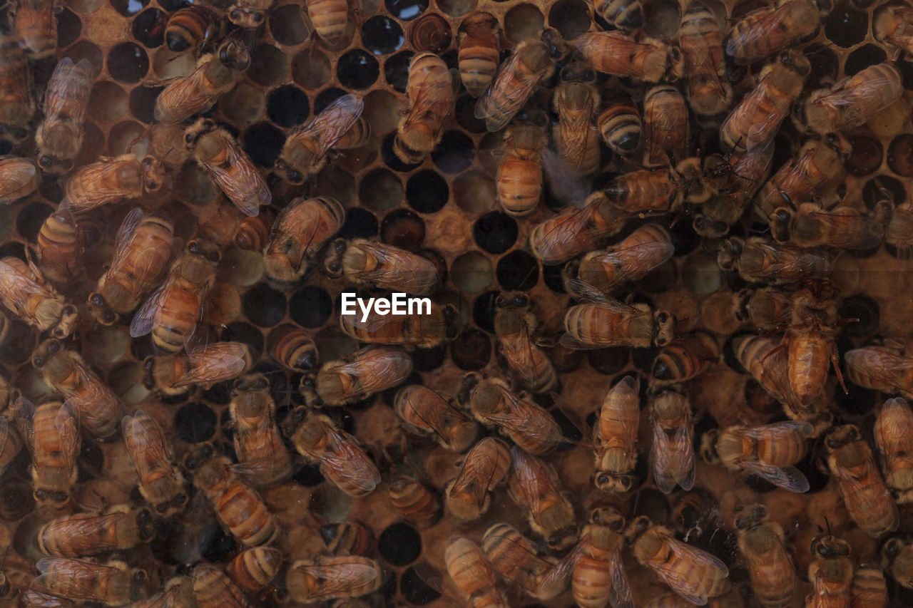 Full frame shot of honey bees