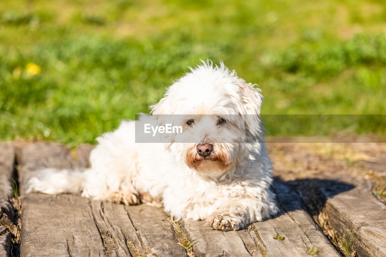 PORTRAIT OF DOG RELAXING ON WOOD