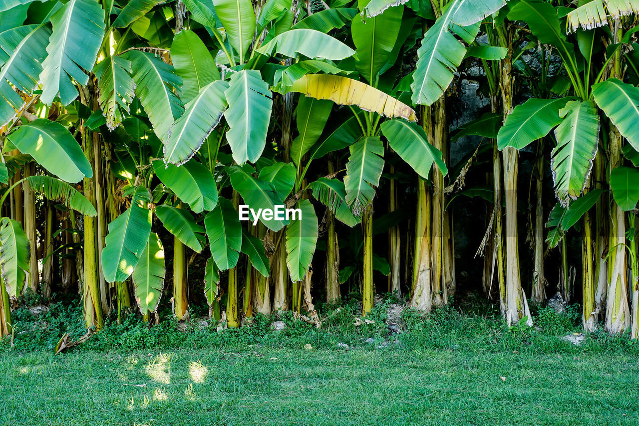 Trees in forest