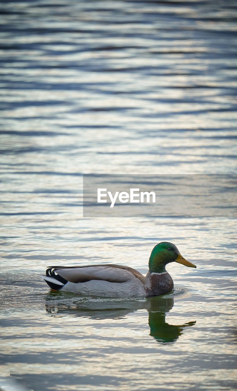 SIDE VIEW OF A DUCK IN A LAKE