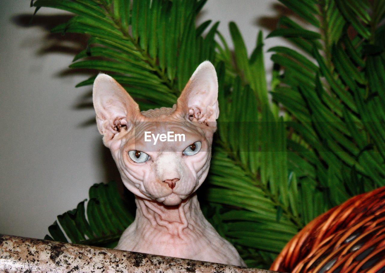 Portrait of sphynx cat at home