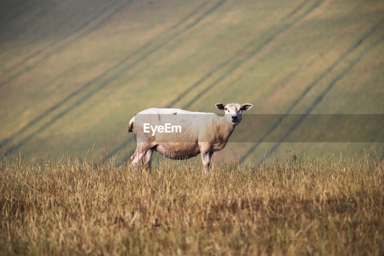 Side view of sheep standing on field