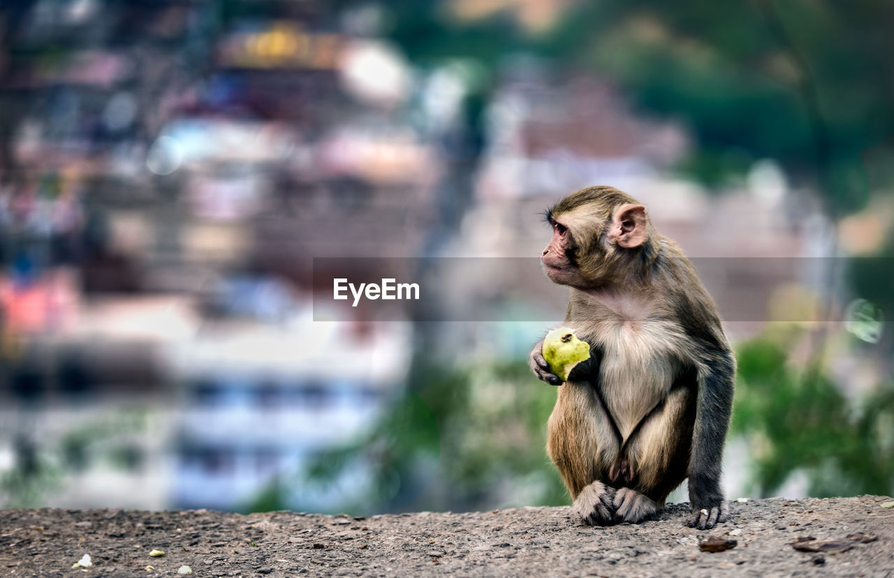 Close-up of monkey holding fruit while sitting on retaining wall