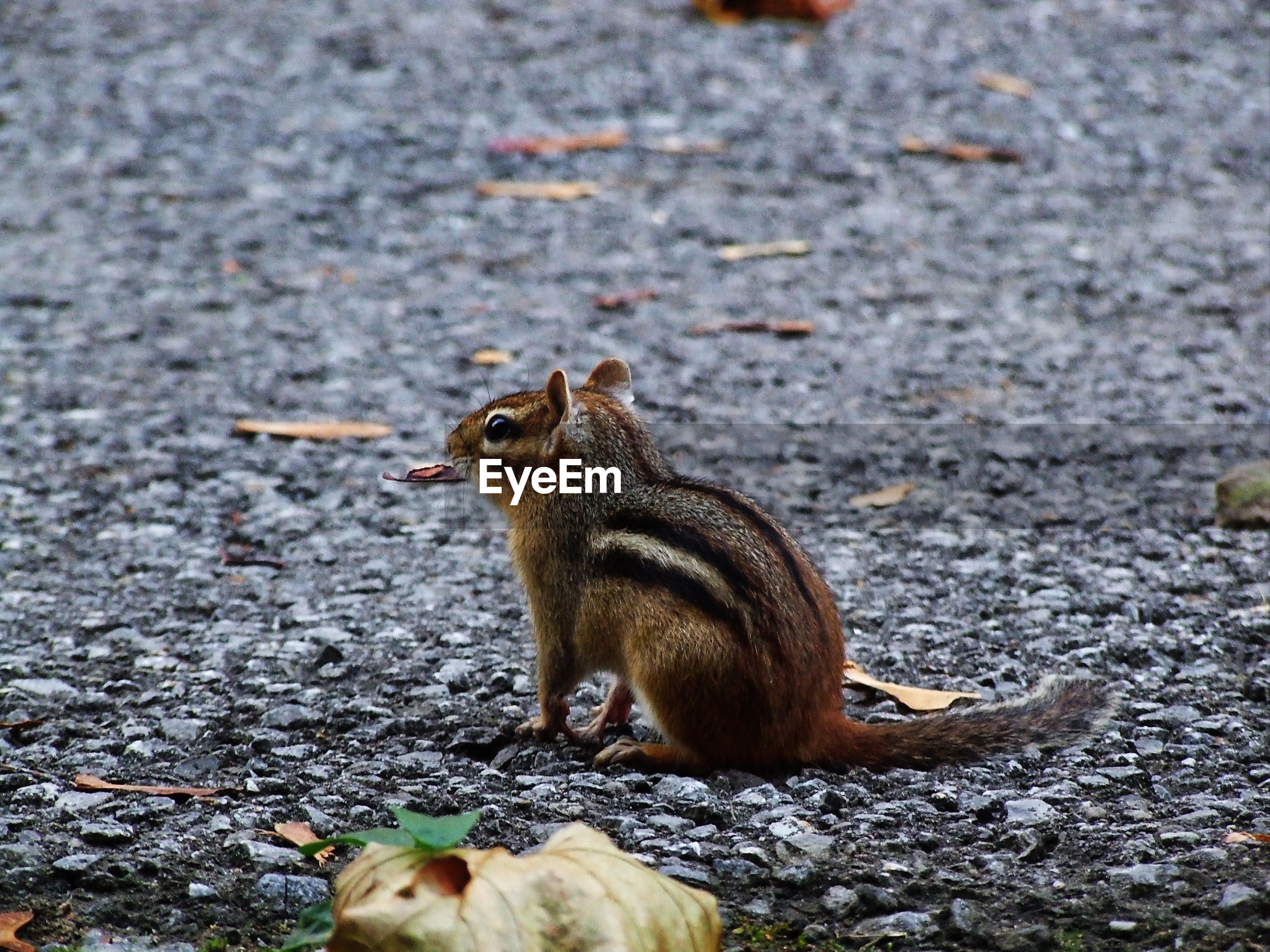 Squirrel eating lizard ID 113721773