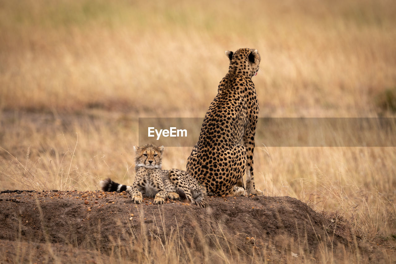 Cheetah with cub in forest
