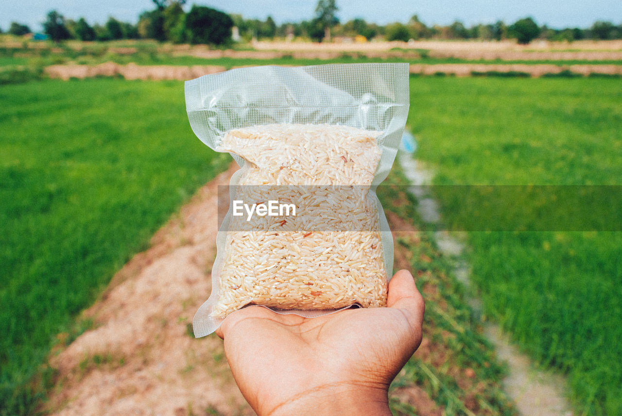 agriculture, hand, grass, plant, field, soil, landscape, one person, rural scene, food and drink, food, crop, holding, nature, farm, environment, land, adult, day, focus on foreground, meadow, personal perspective, outdoors, lawn, healthy eating, freshness, green, growth, women, organic, sky, refreshment, lifestyles