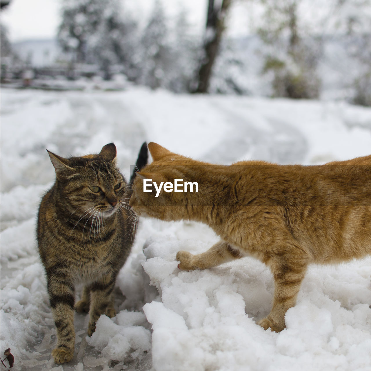Ginger Cat Animal Themes Annoyed Annoyedface Cat Eyeem