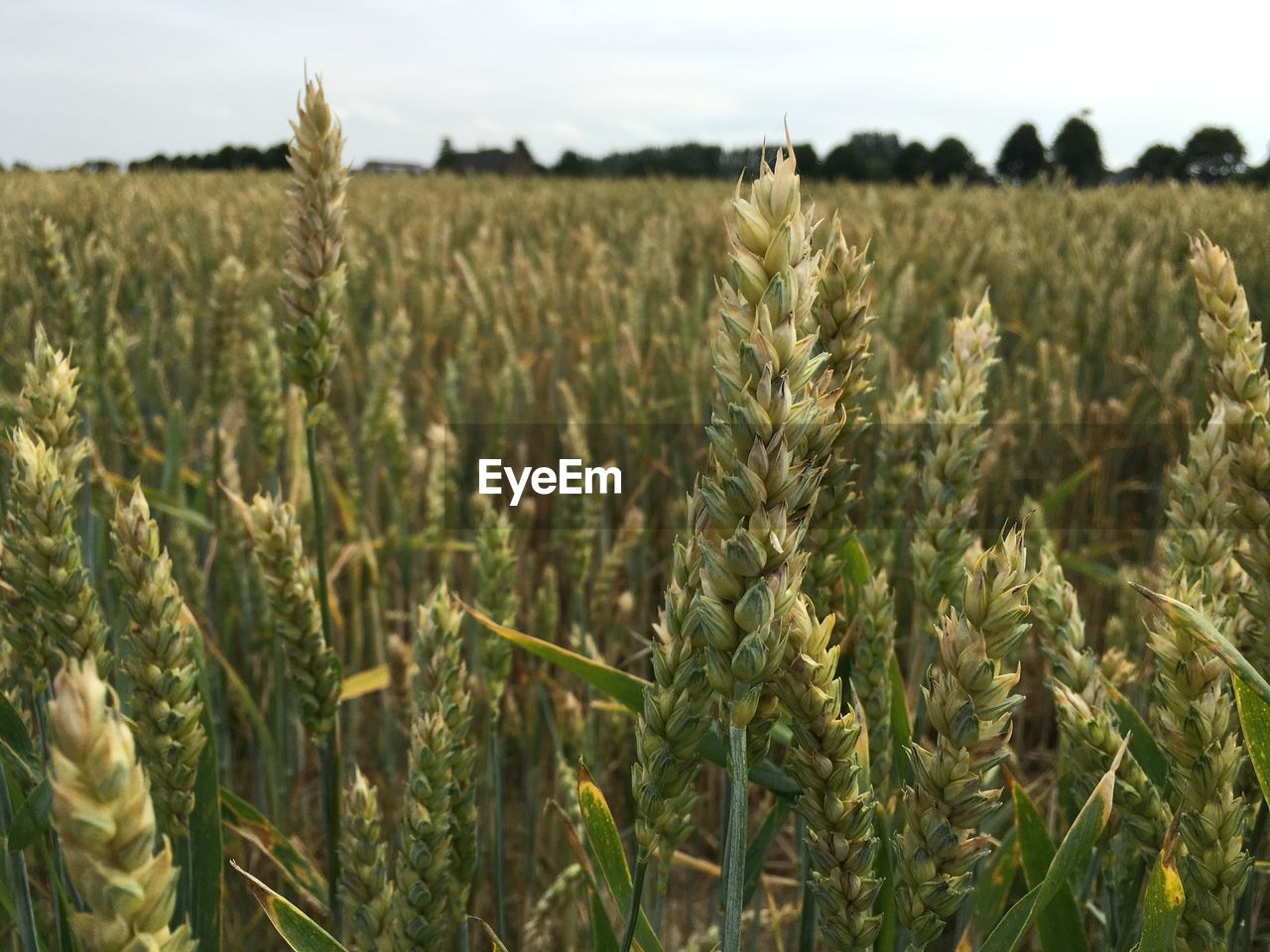 View of wheat field against sky