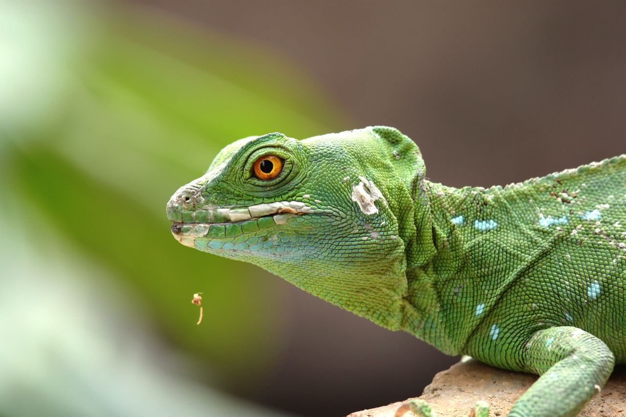 CLOSE-UP OF A LIZARD ON A ROCK