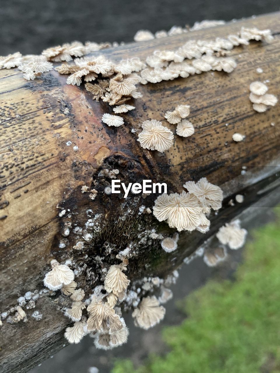 CLOSE-UP OF MUSHROOM GROWING ON TREE TRUNK