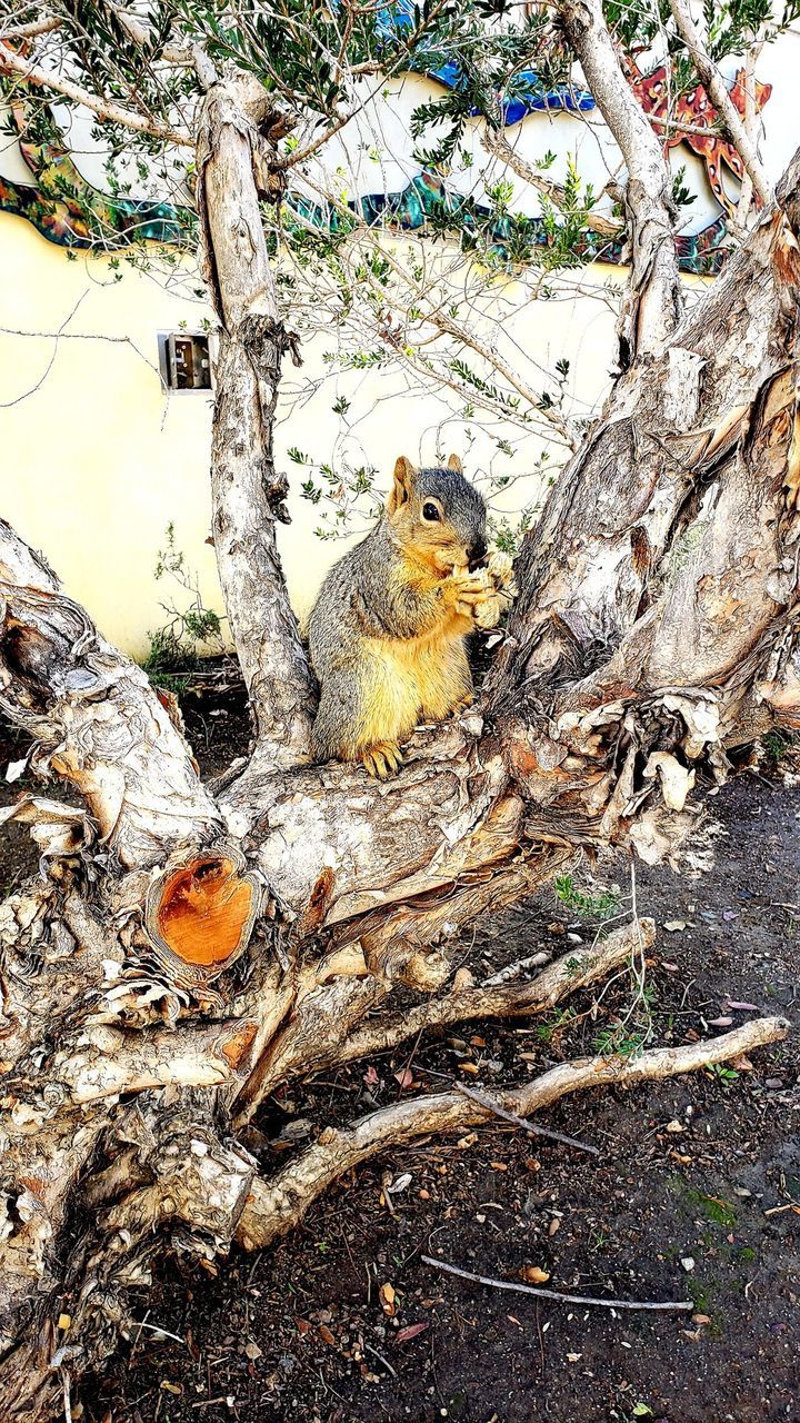 VIEW OF SQUIRREL ON TREE BRANCH