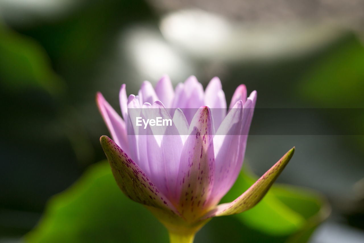 Close-up of lotus blooming outdoors