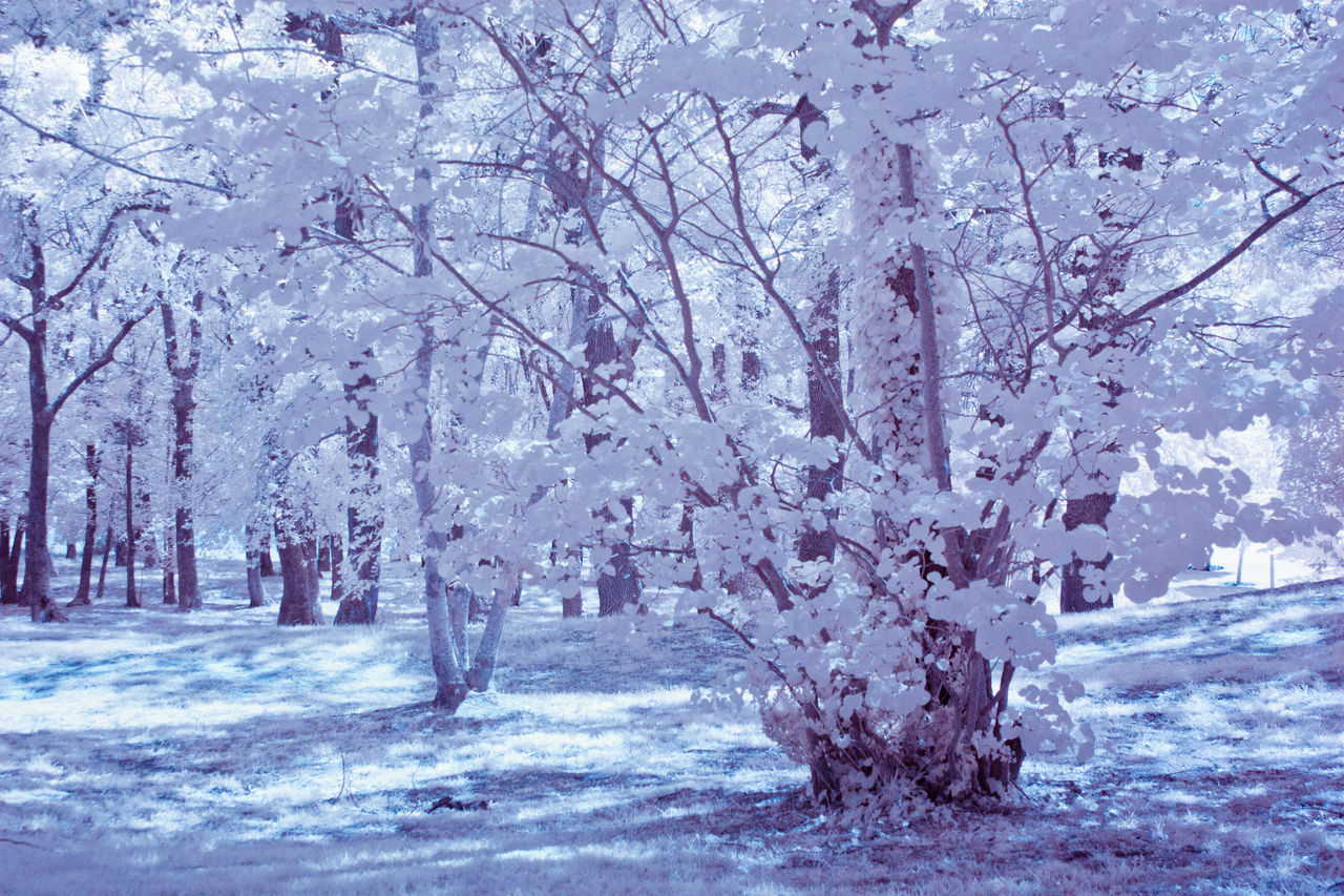 VIEW OF CHERRY TREES DURING WINTER