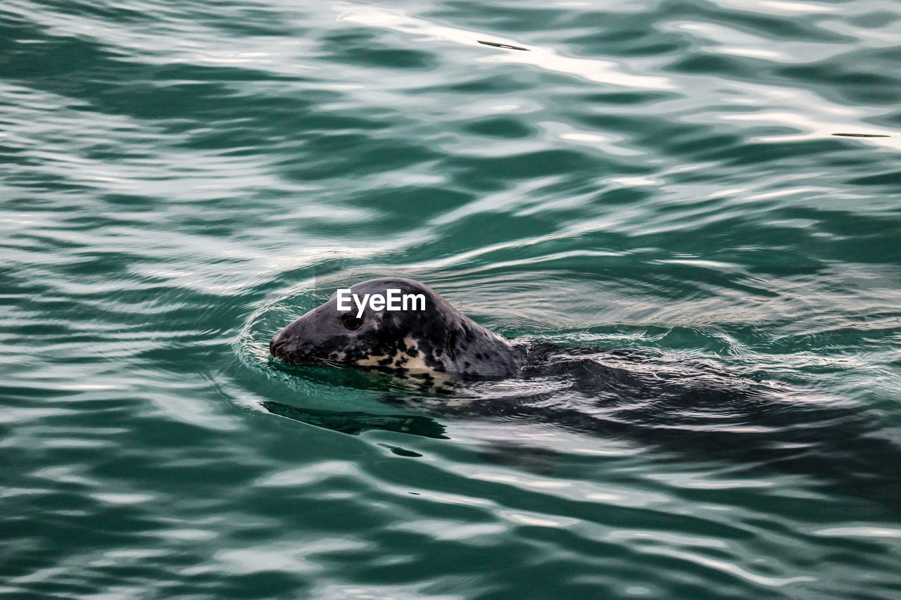 View of seal swimming in sea