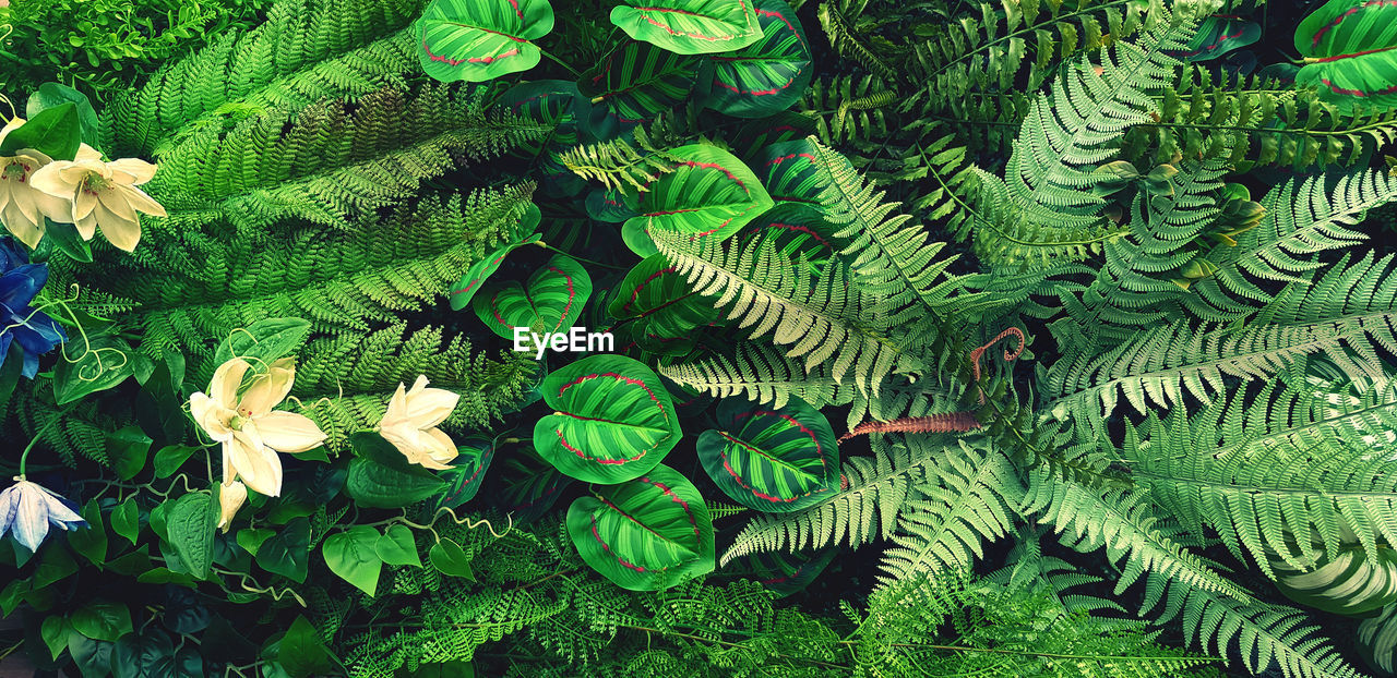 plant, green, leaf, plant part, growth, nature, beauty in nature, tree, no people, jungle, flower, day, fern, full frame, vegetation, freshness, backgrounds, ferns and horsetails, close-up, outdoors, rainforest, high angle view, forest, foliage, lush foliage, land
