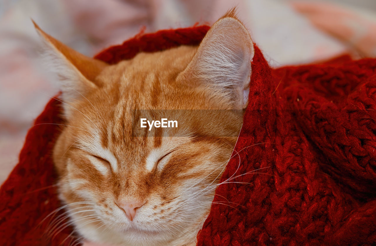 Ginger cat sleeps under a red knitted woolen blanket. the animal heats up in winter. 