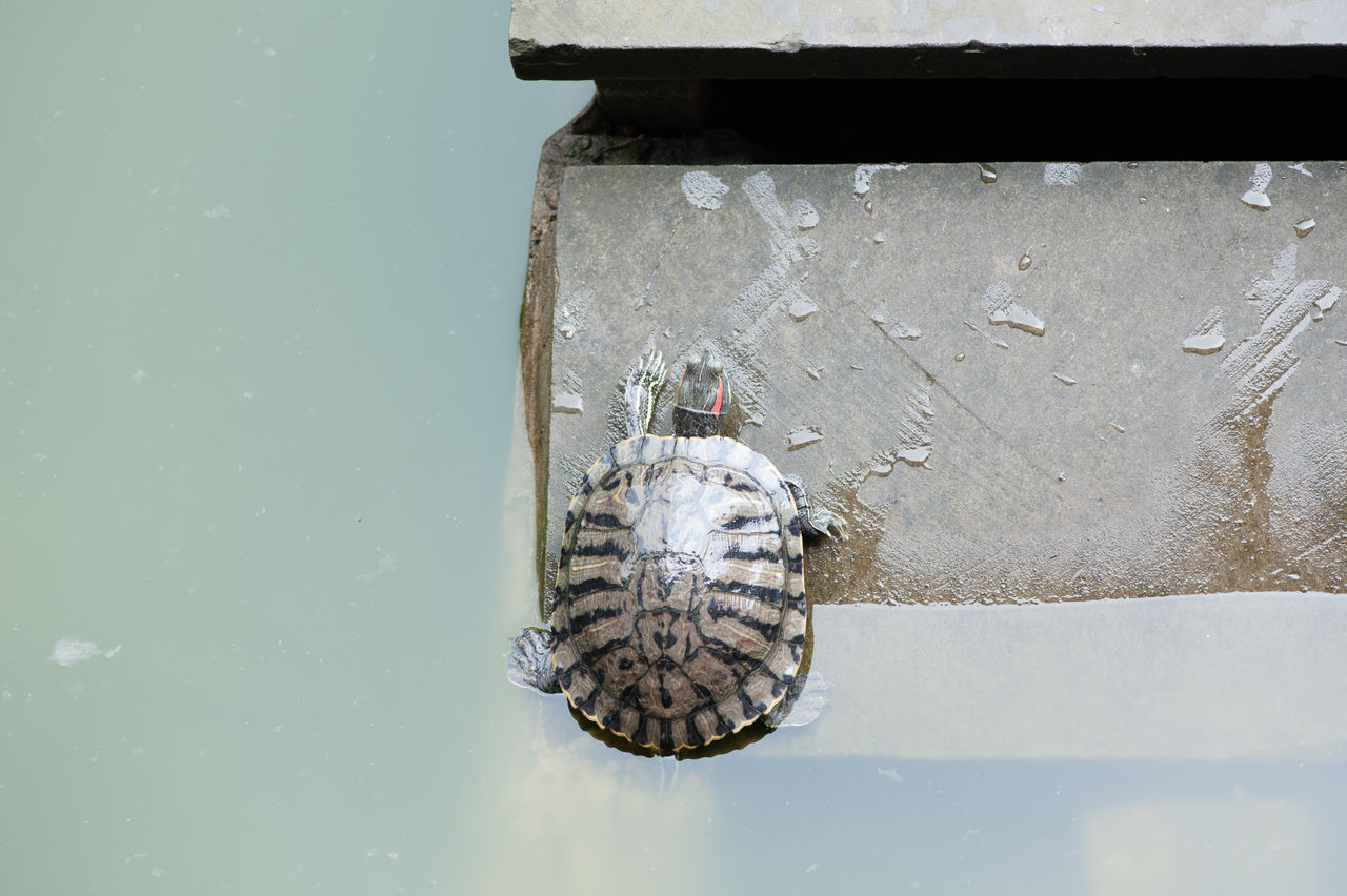 High angle view of turtle on jetty over lake