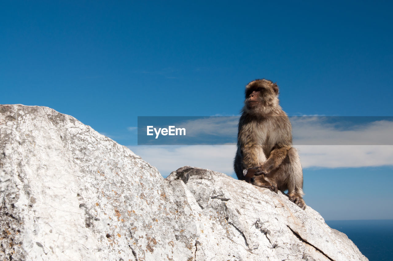LOW ANGLE VIEW OF MONKEY SITTING ON ROCK AGAINST SKY