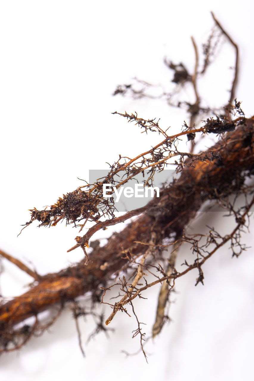 twig, branch, tree, plant, winter, nature, leaf, no people, close-up, snow, outdoors, environment, cold temperature, dry, forest, beauty in nature, food, plant part, food and drink, land