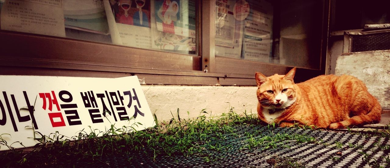 Cat resting by information sign outside shop