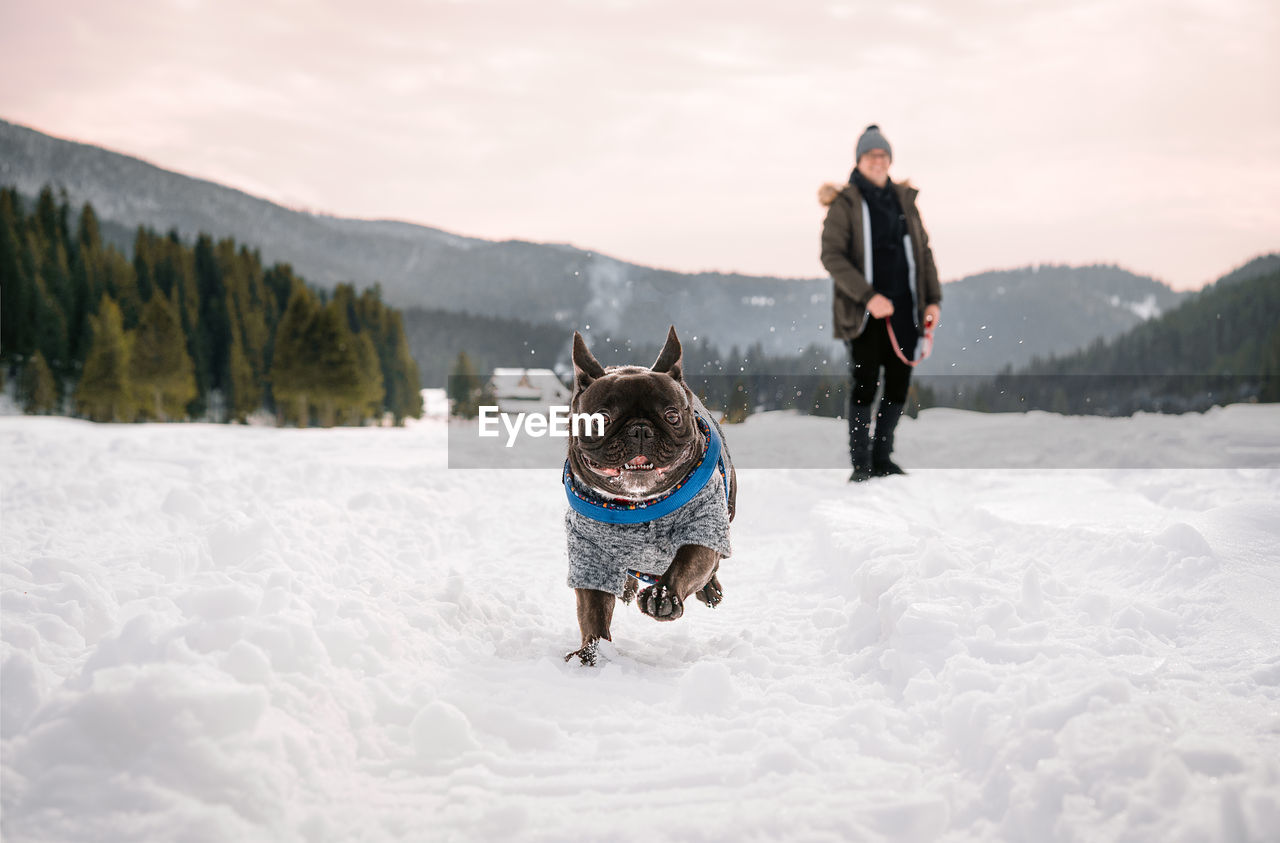 Front view of french bulldog dog running on snowy land against dog owner and mountain view