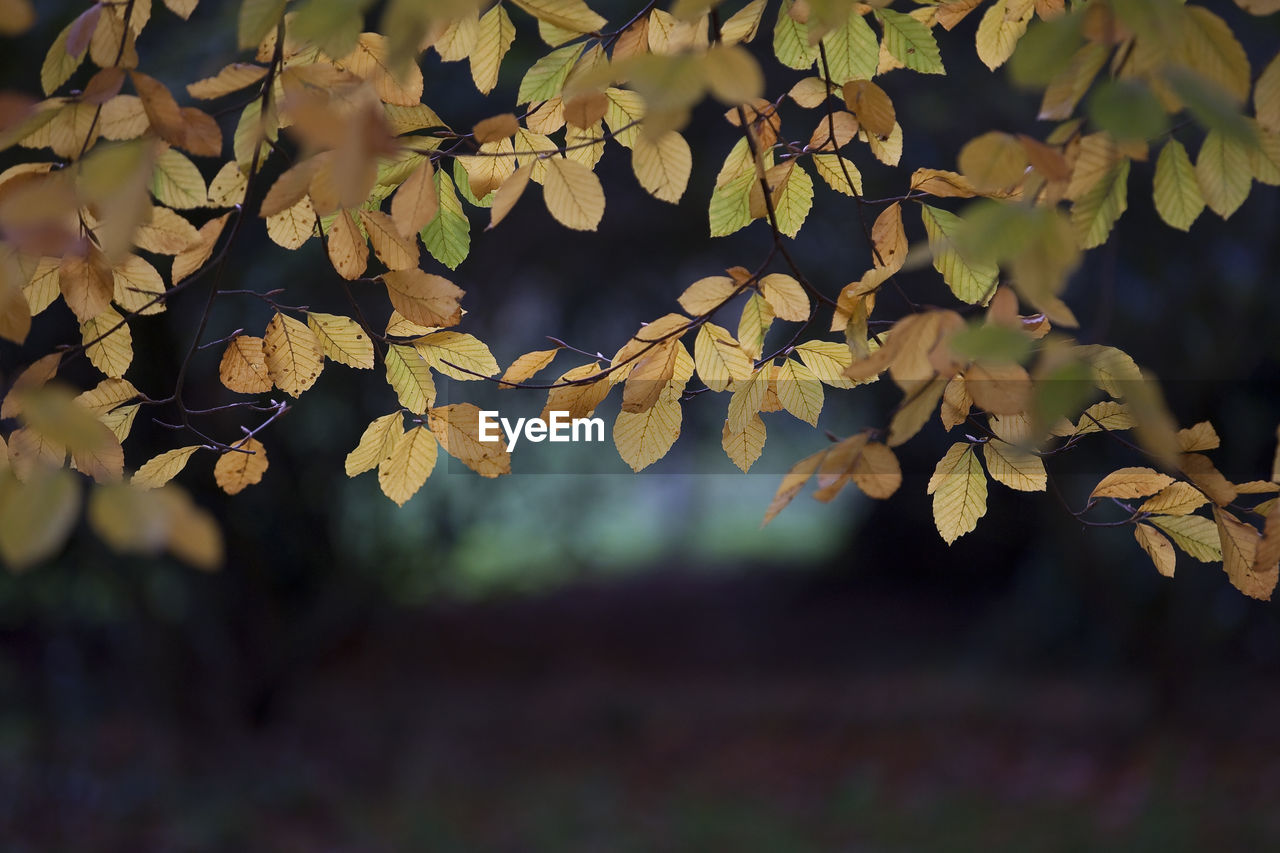 Close-up of leaves on tree during autumn