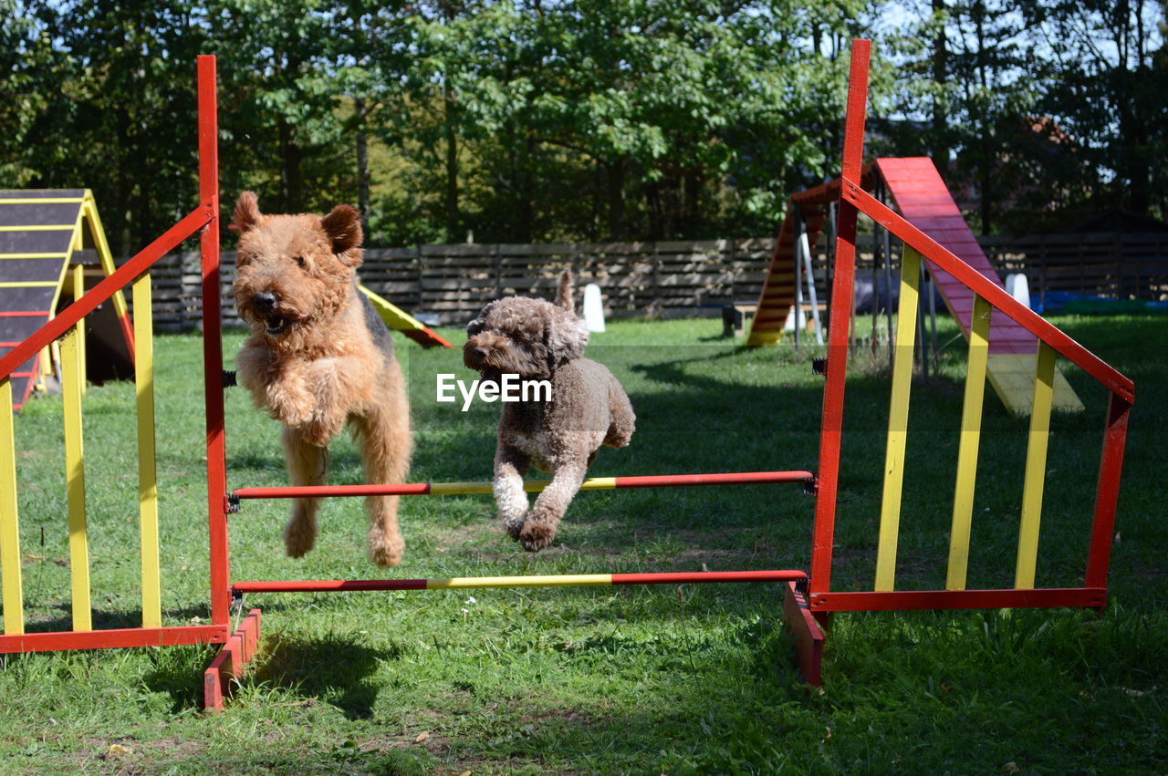 VIEW OF DOG JUMPING IN THE FIELD