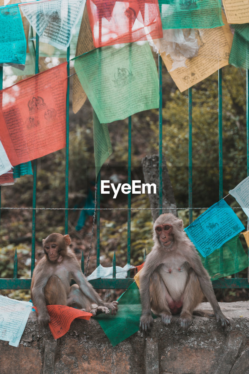 Monkeys sitting on retaining wall under praying flags