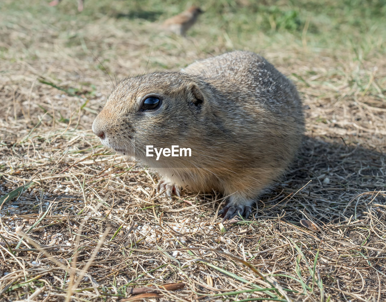 animal, animal themes, animal wildlife, one animal, wildlife, rodent, whiskers, mammal, no people, prairie dog, squirrel, nature, close-up, day, land, grass, outdoors, plant, field