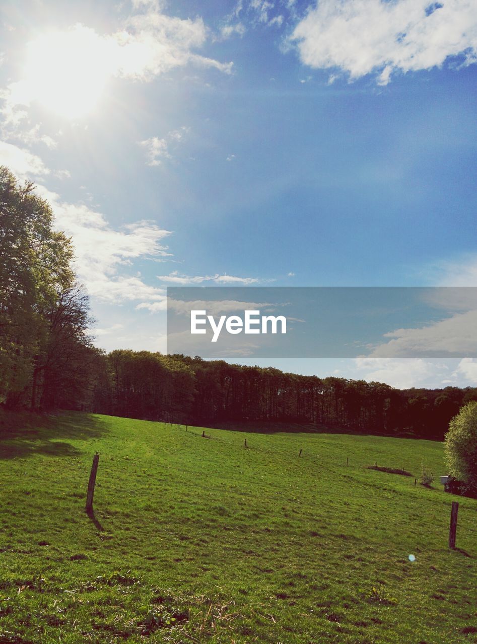 TREES ON GRASSY FIELD