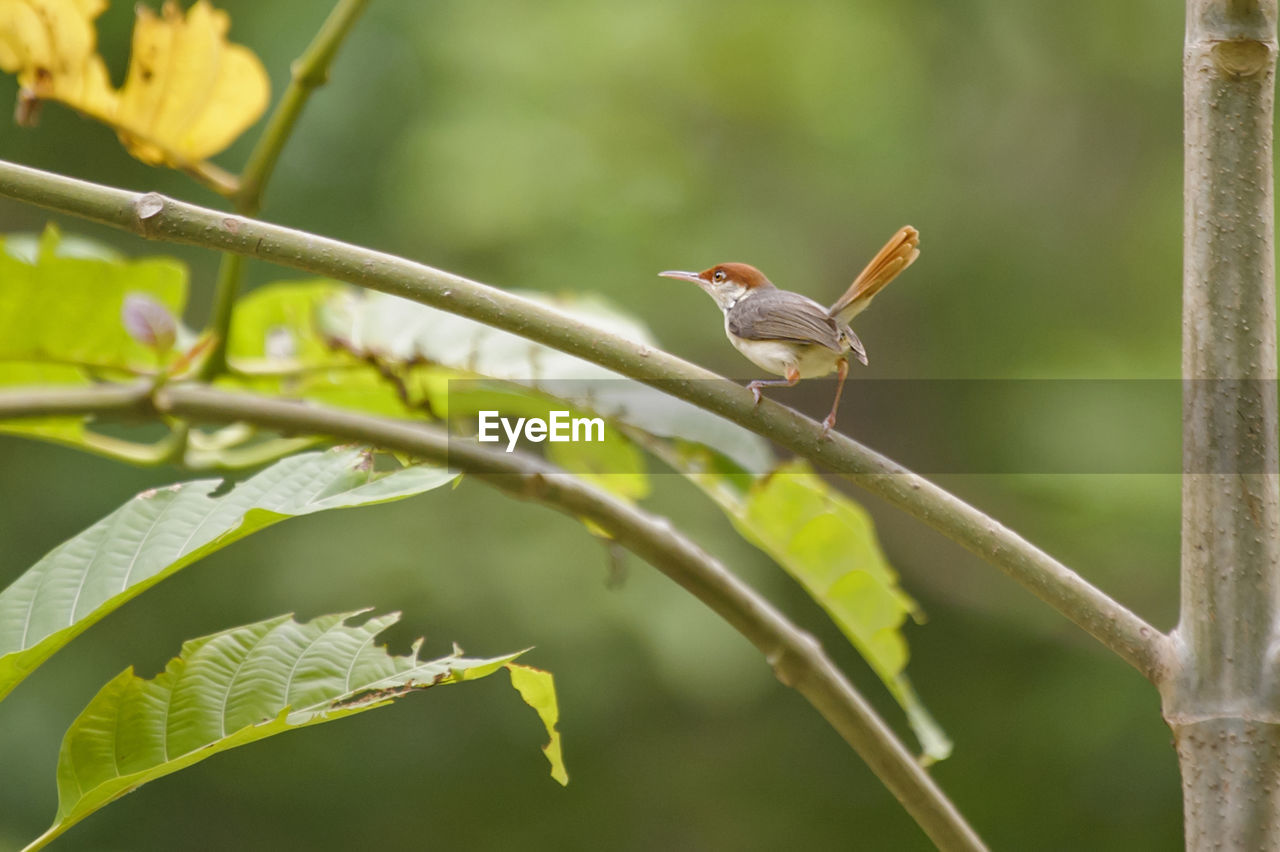 Common tailorbird perching on plant