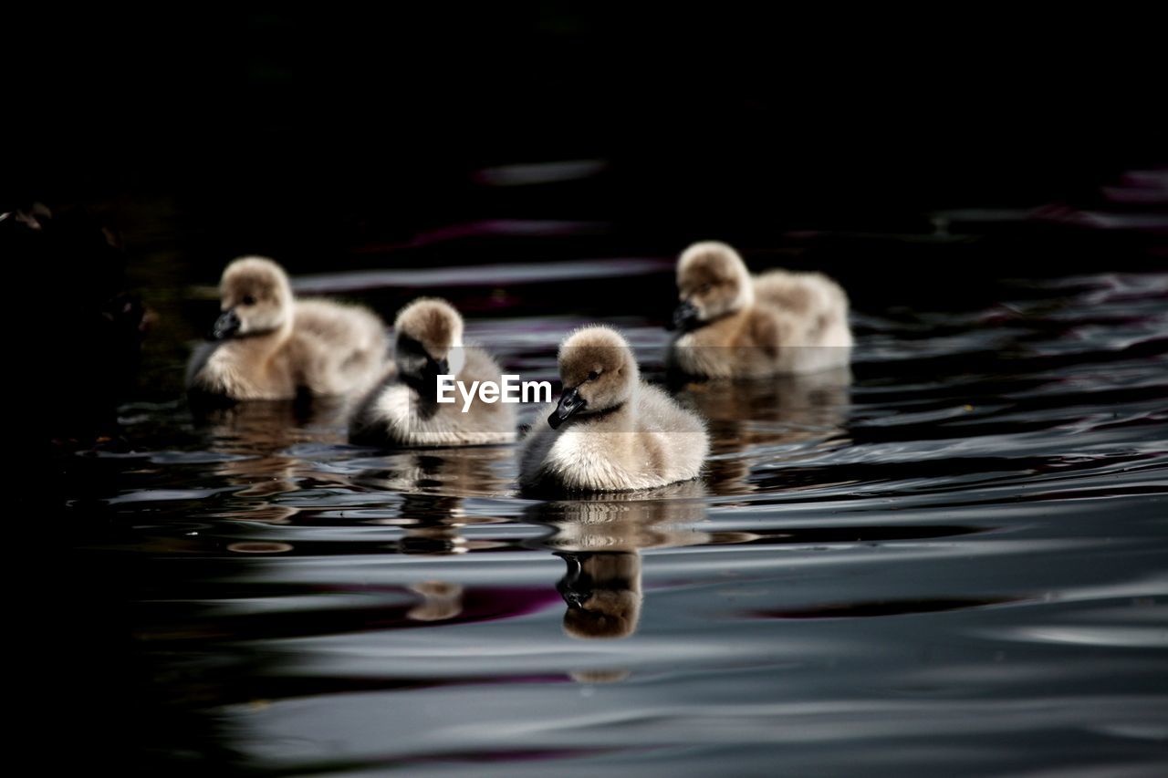 A small group of black swan cygnets