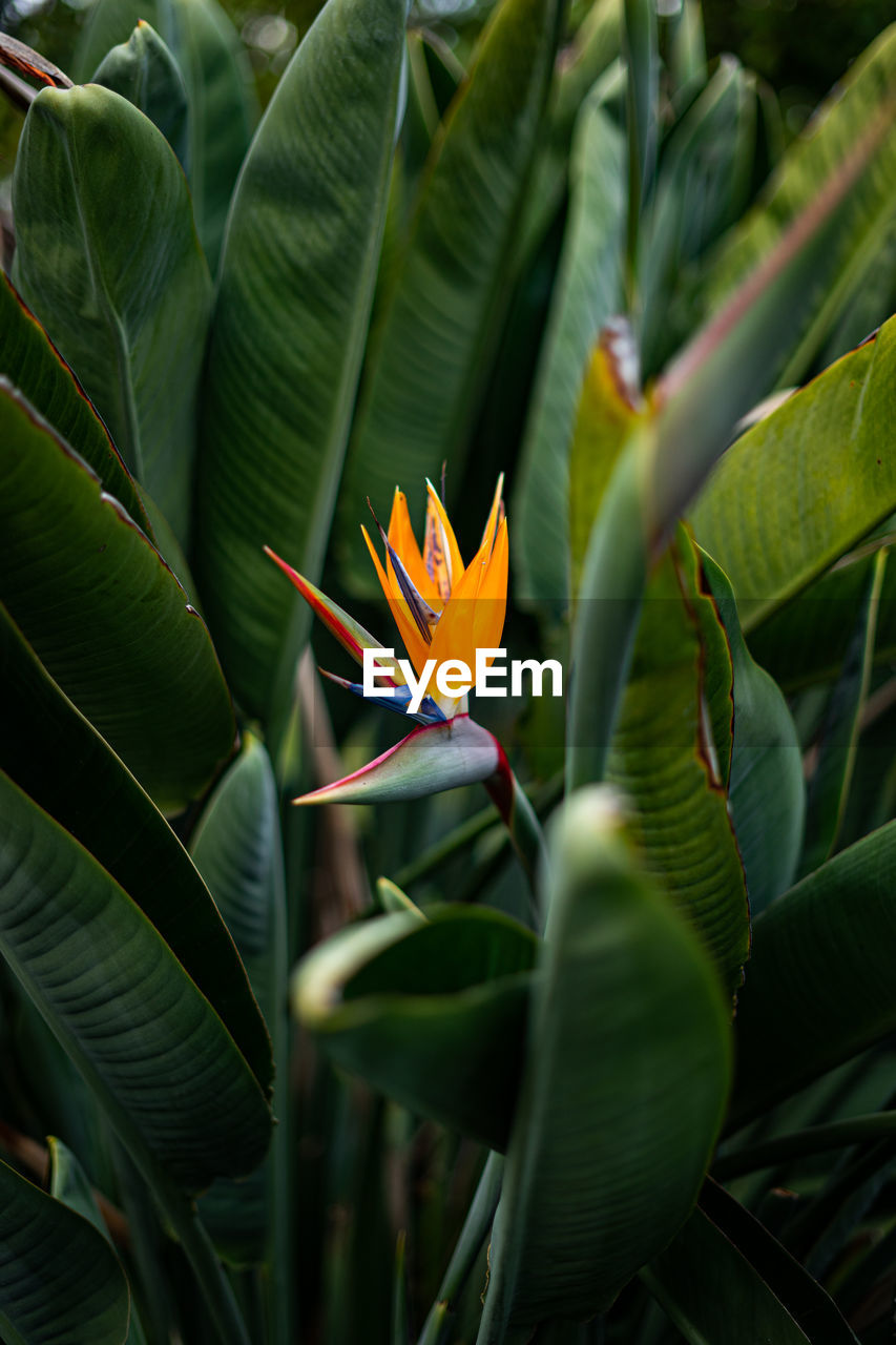 Close-up of orange flowering plant